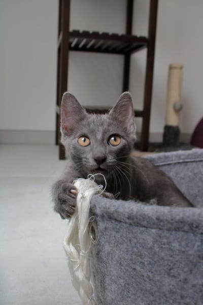 Anubis