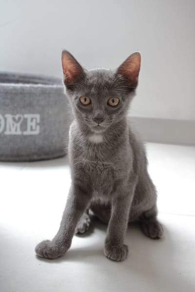 Anubis