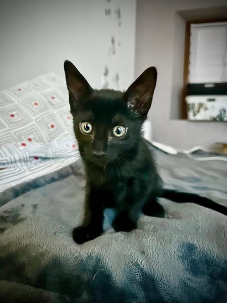 GLU