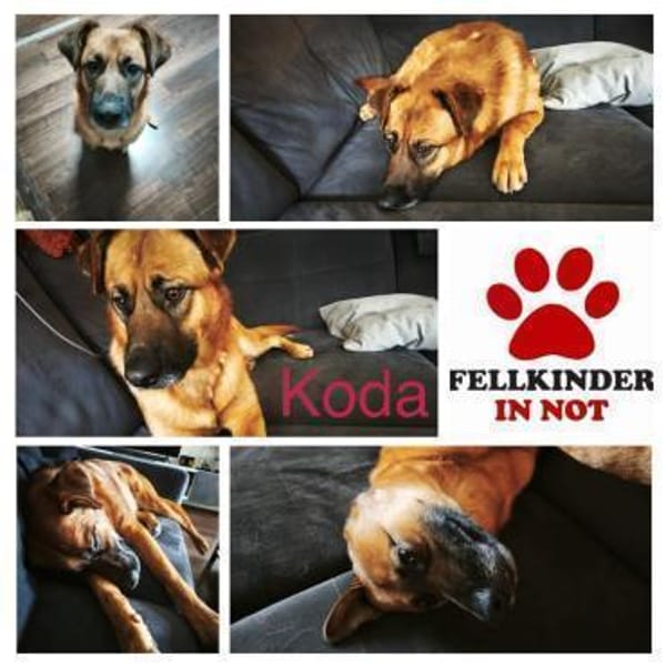 Koda verschmuster Mischling Rüde