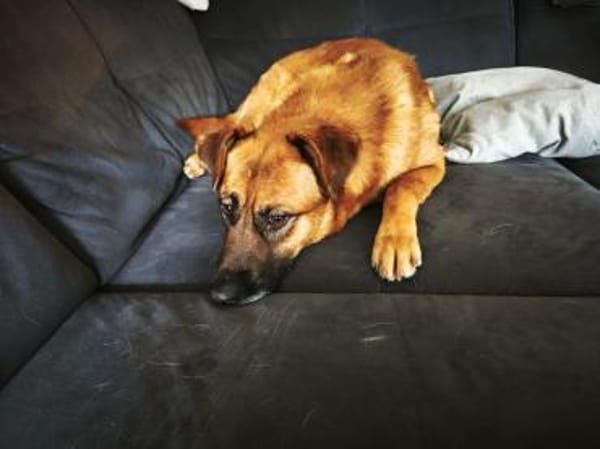 Koda verschmuster Mischling Rüde