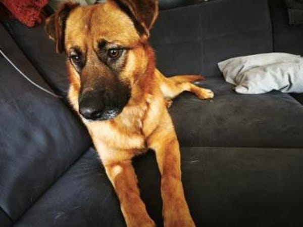 Koda verschmuster Mischling Rüde