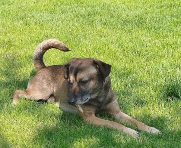 Ruhiger Jimmie sucht Frauenhaushalt