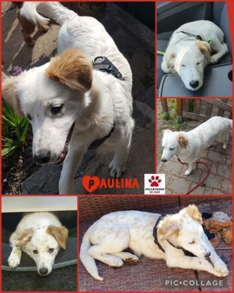 Paulina sucht neues Zuhause