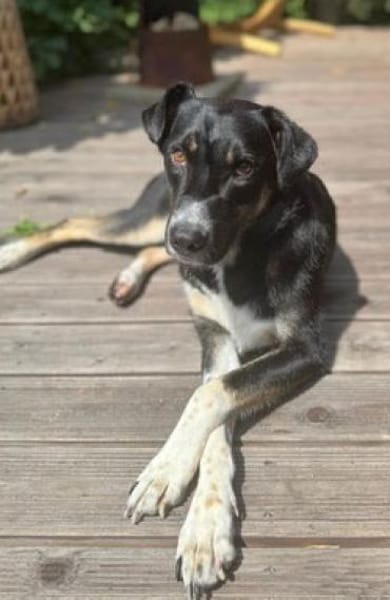 Ronin ist ein richtiger Gute-Laune-Hund!