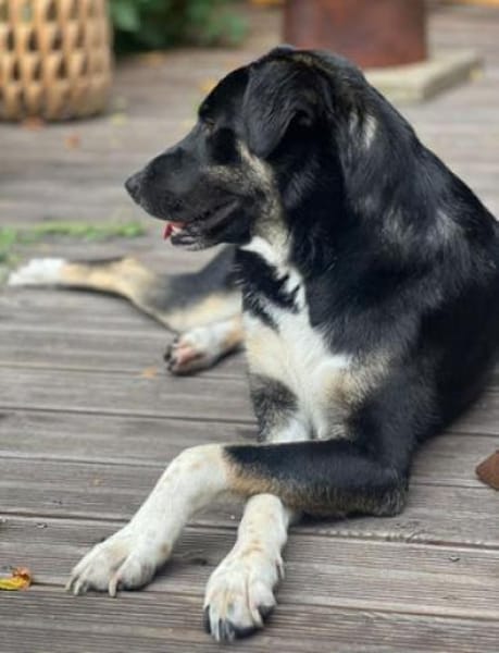 Ronin ist ein richtiger Gute-Laune-Hund!