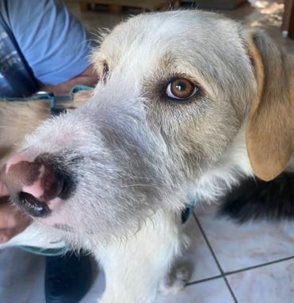 Pippo sucht sein Für-Immer-Körbchen