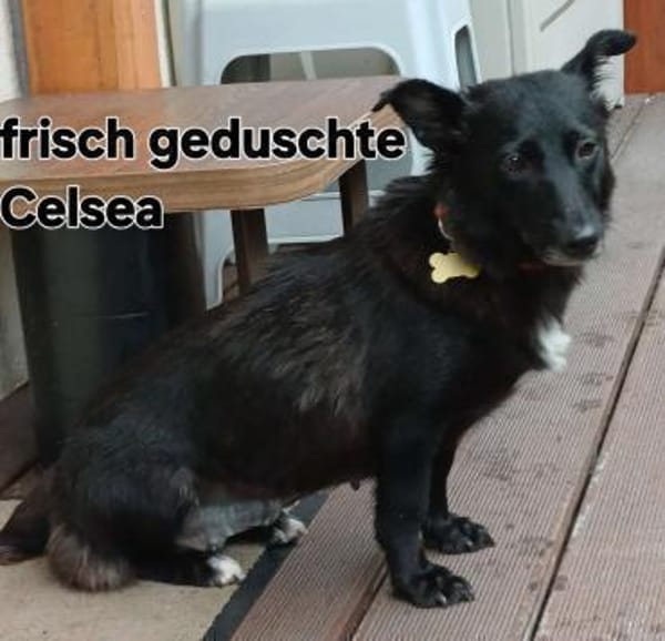 Celsea sucht ihr Kuschelkörbchen