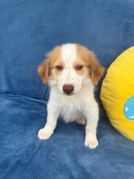 Kuschelkerlchen Maxi sucht ein Zuhause