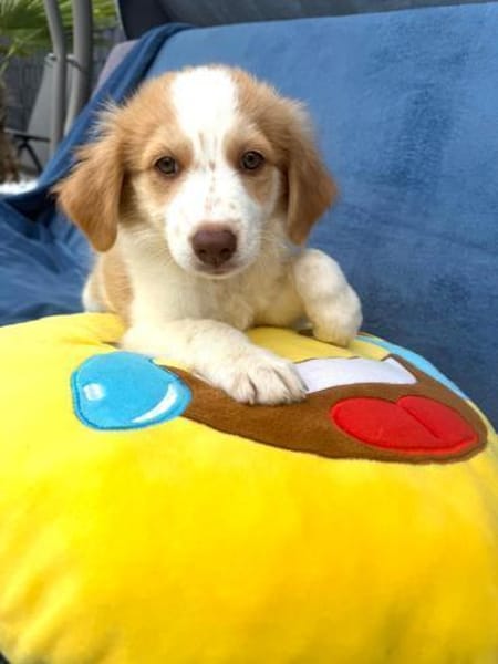 Kuschelkerlchen Maxi sucht ein Zuhause
