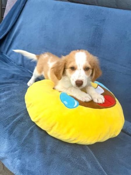 Kuschelkerlchen Maxi sucht ein Zuhause