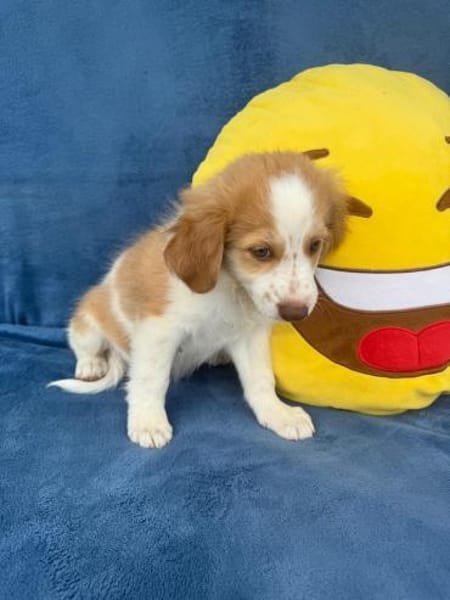 Kuschelkerlchen Maxi sucht ein Zuhause