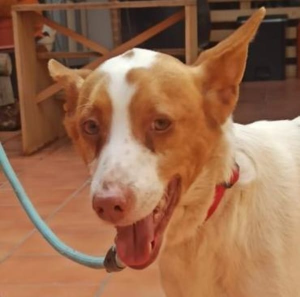 Teddy3 sucht ein Zuhause
