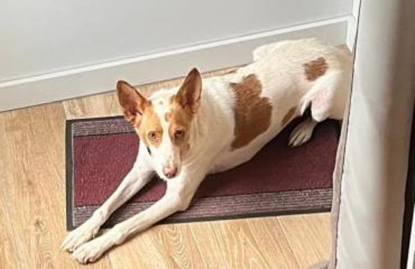 Teddy3 sucht ein Zuhause