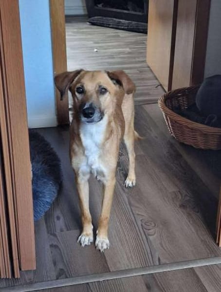 Senior BINGLEY sucht ruhiges Zuhause