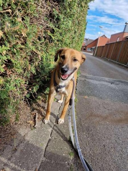 Senior BINGLEY sucht ruhiges Zuhause