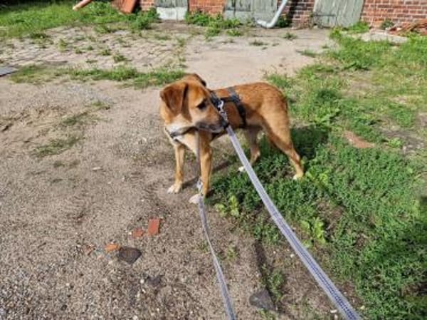 Senior BINGLEY sucht ruhiges Zuhause