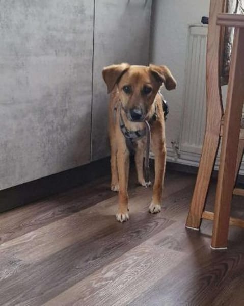 Senior BINGLEY sucht ruhiges Zuhause