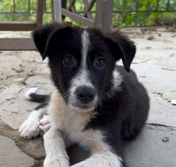 Otis wünscht sich eine Familie