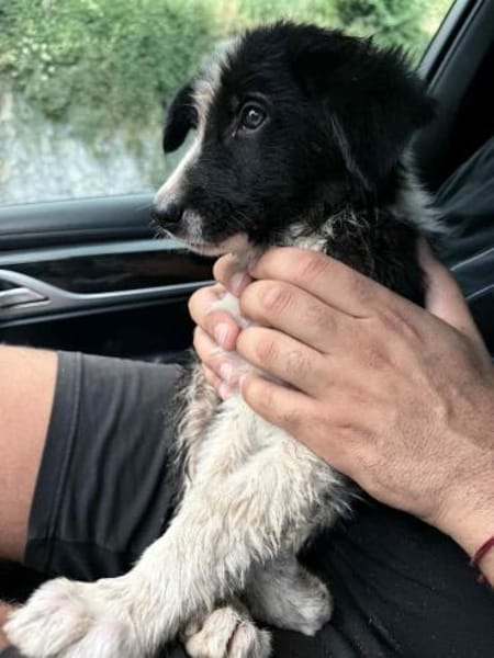 Otis wünscht sich eine Familie