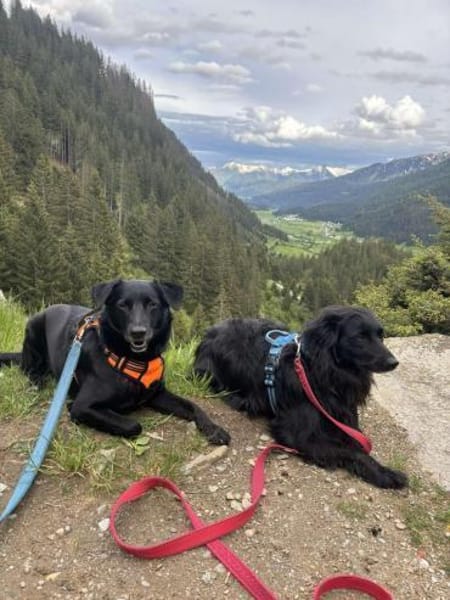 Lieber Mischling Chippi sucht Familie