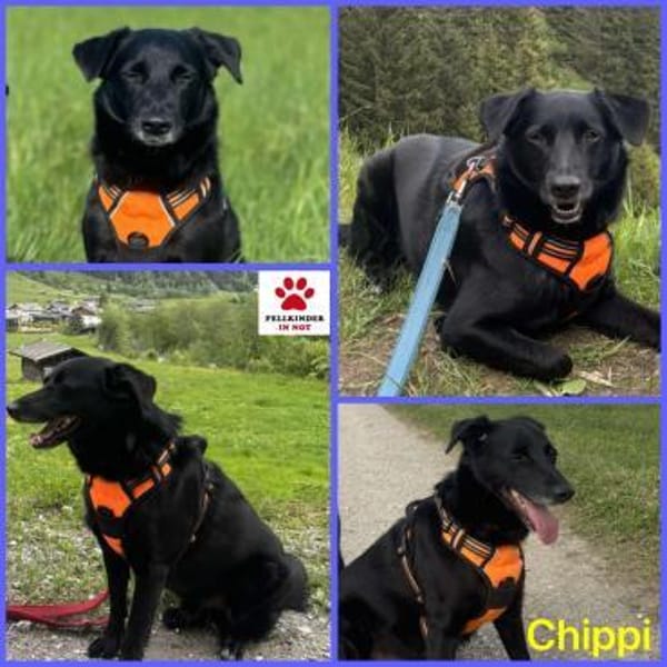 Lieber Mischling Chippi sucht Familie