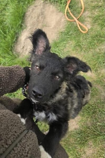 Laroche  dein neuer bester Hundekumpel