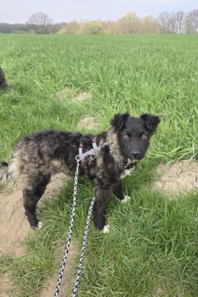 Laroche  dein neuer bester Hundekumpel