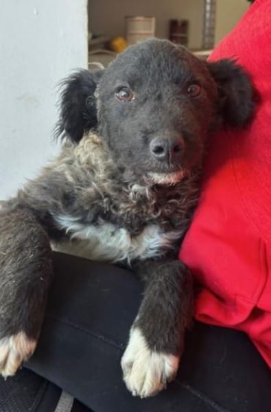 Laroche  dein neuer bester Hundekumpel