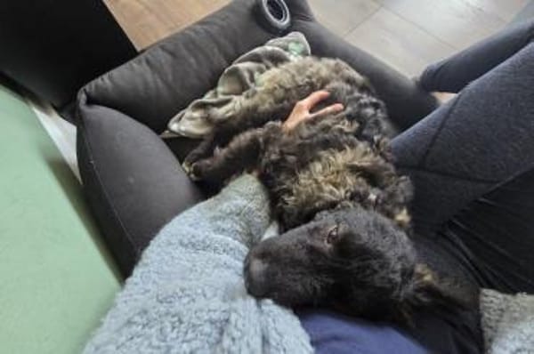 Laroche  dein neuer bester Hundekumpel