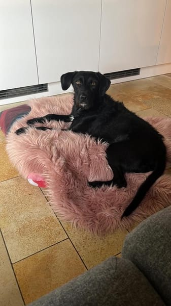 liebe ❤Cookie❤ sucht ihre Menschen
