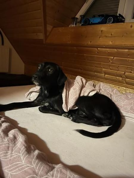 liebe ❤Cookie❤ sucht ihre Menschen