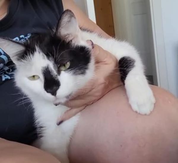 Lieber Tommy (Felv pos.) sucht Körbchen