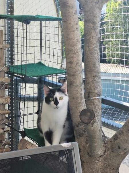 Lieber Tommy (Felv pos.) sucht Körbchen