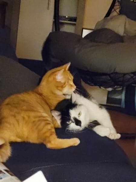 Lieber Tommy (Felv pos.) sucht Körbchen