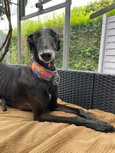 Gitana - Zuhause gesucht  - dringend