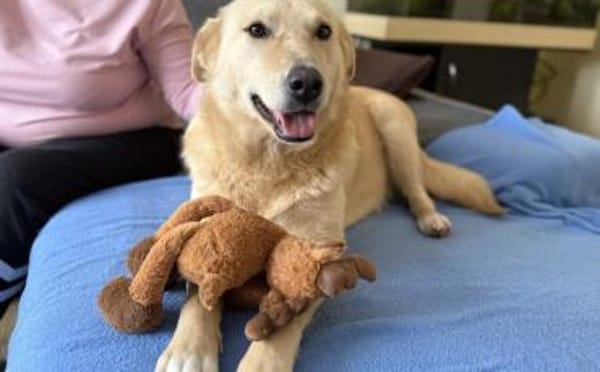 Zuhause für Tove gesucht