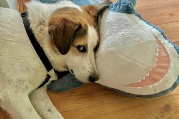 Sharky: Menschenfreund sucht Familie