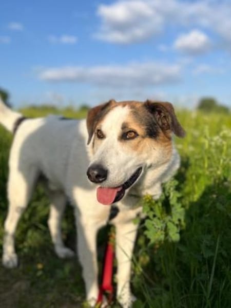 Sharky: Menschenfreund sucht Familie