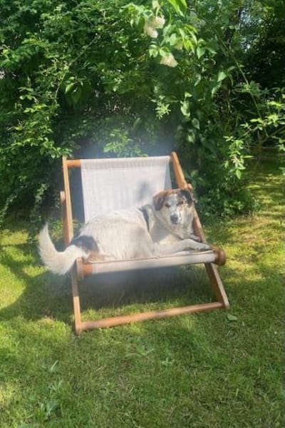 Sharky: Menschenfreund sucht Familie