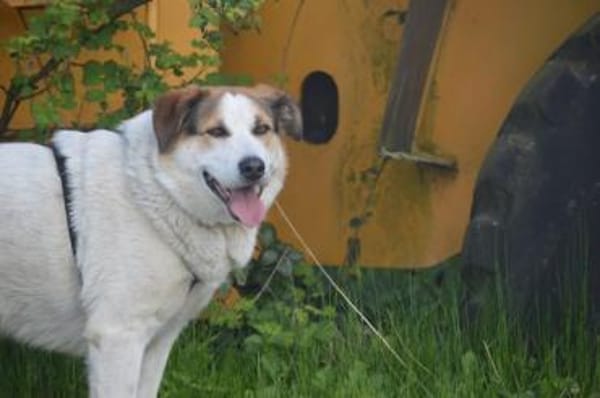 Sharky: Menschenfreund sucht Familie