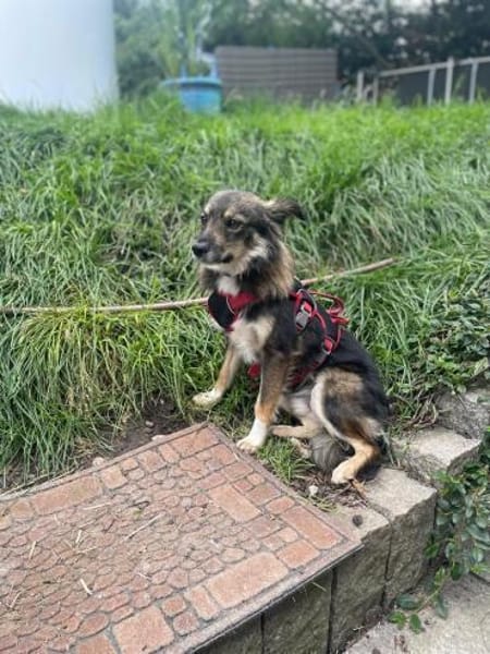 Wunderbarer Turiko