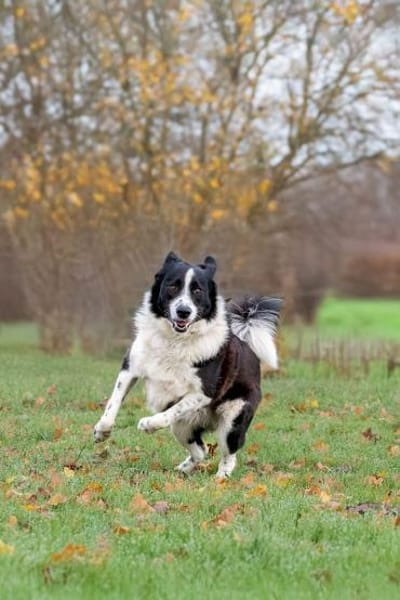 Jumpy