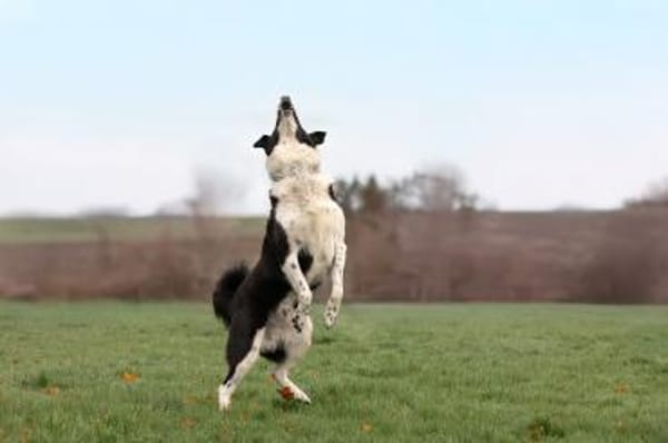 Jumpy