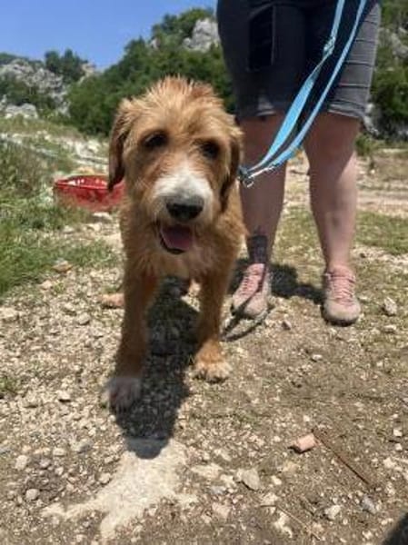 Elvira, Flausch auf vier Pfoten