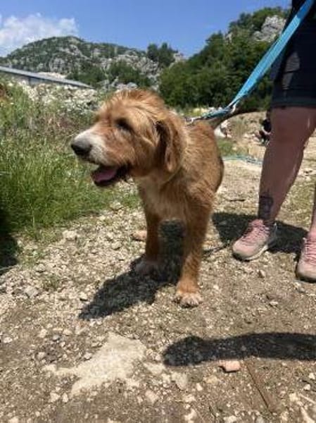Elvira, Flausch auf vier Pfoten