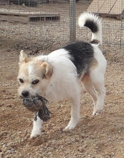 Bobby liebt das Leben