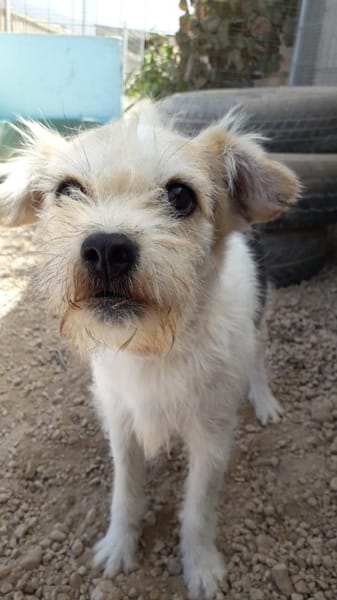 Bobby liebt das Leben