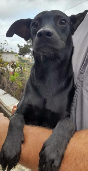 Der kleine Gino