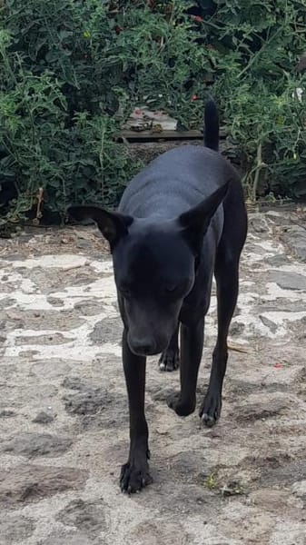 Der kleine Gino